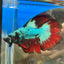 Avarta Vampire Halfmoon - Male Betta 013