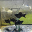 Super Black Balloon Molly Fish