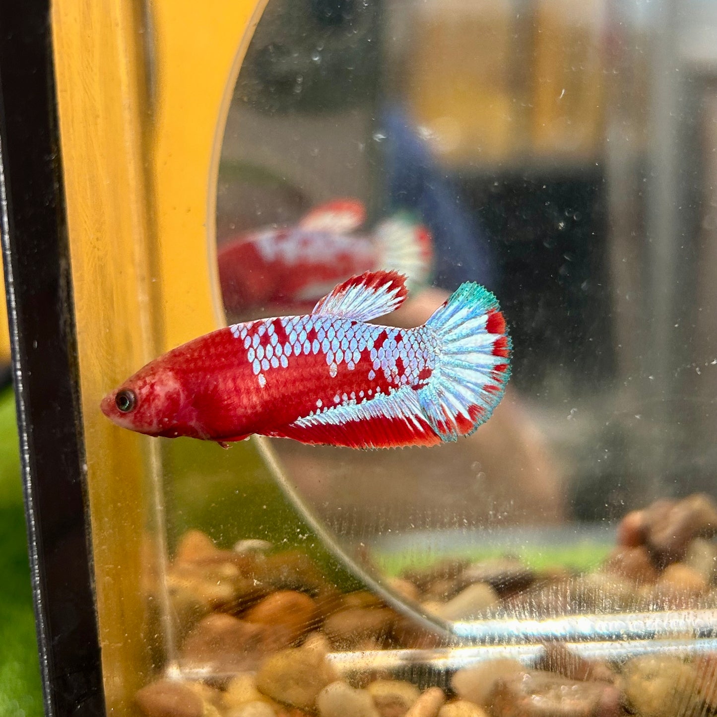 Red Fancy Plakat - Female betta 131