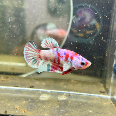 Yellow Pineapple Feather Tail - Female betta 040