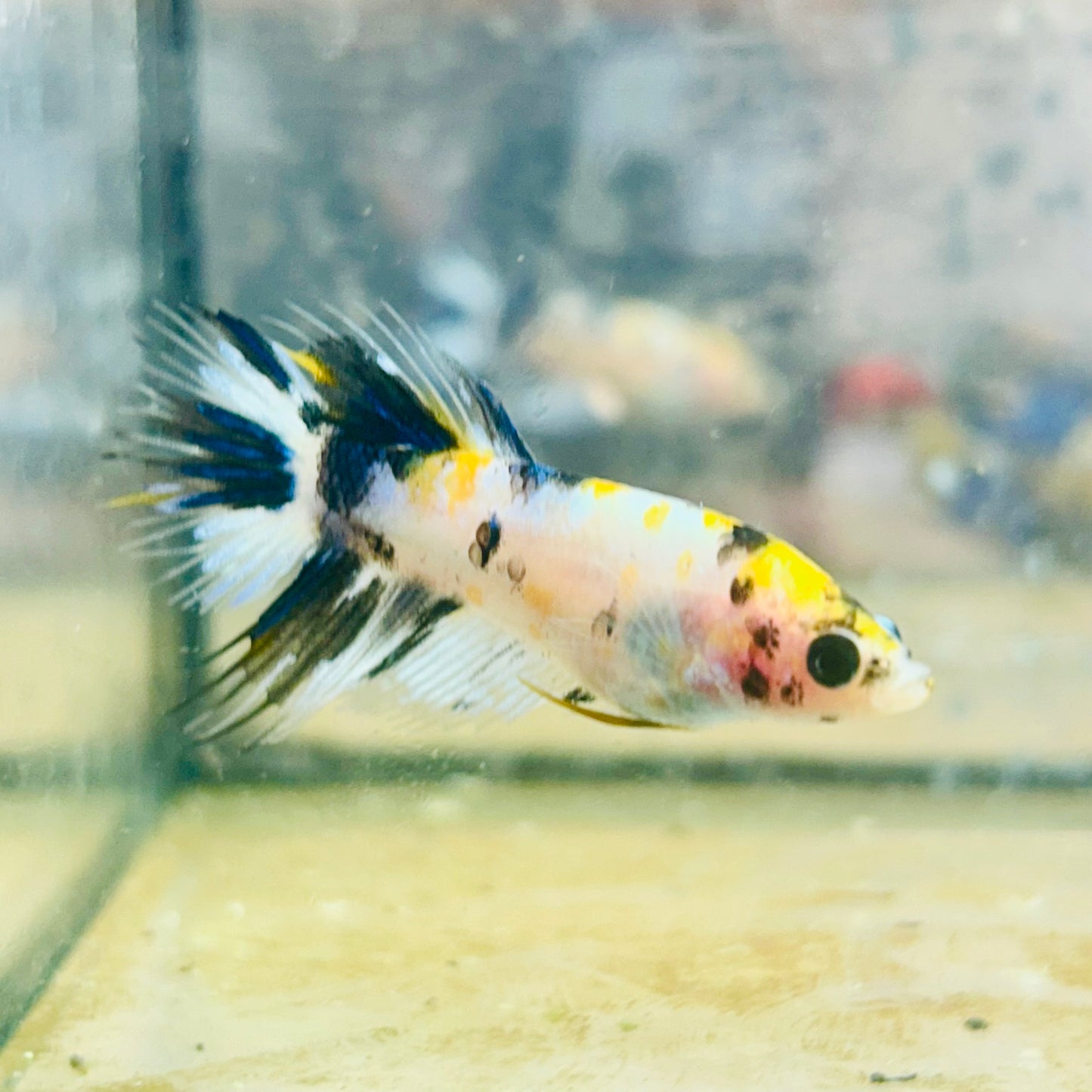 Koi Multicolor Crowntail - Female Betta #JU18