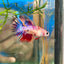 Koi Red Halfmoon Crowntail - Female Betta 108