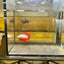 Red Dragon Plakat - Male betta 065