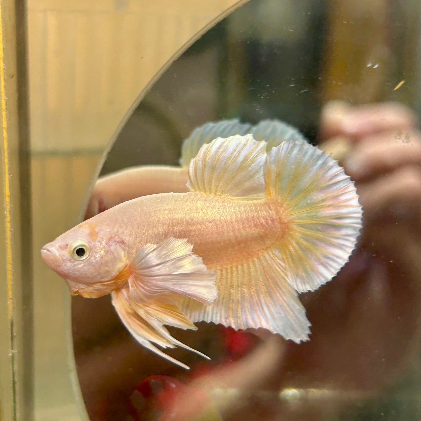 Dumbo 24K Gold Plakat - Male Betta 070