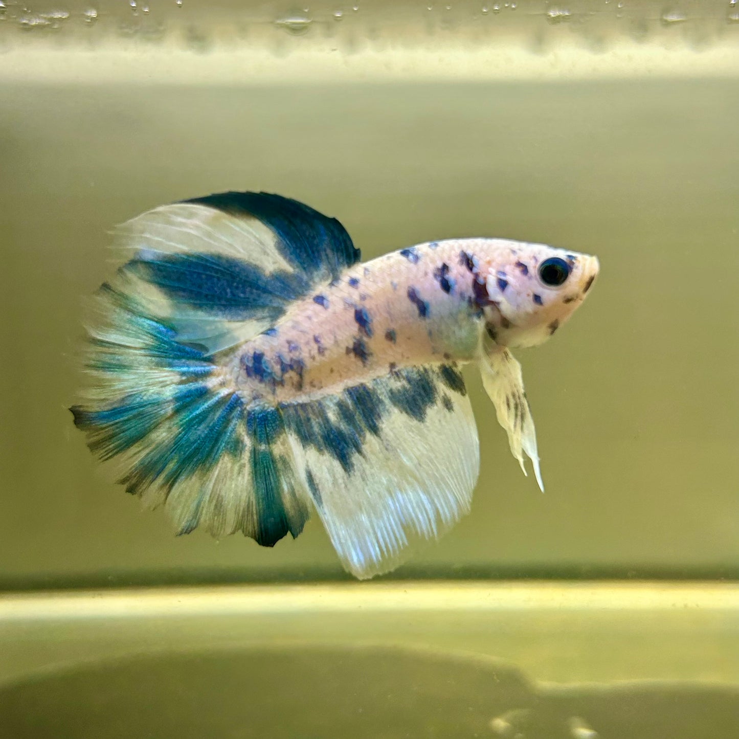 Blue Marble Halfmoon - Male Betta 027