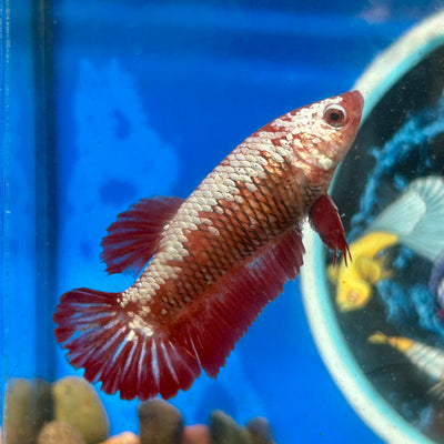 Red Samurai Plakat - Female Betta 086