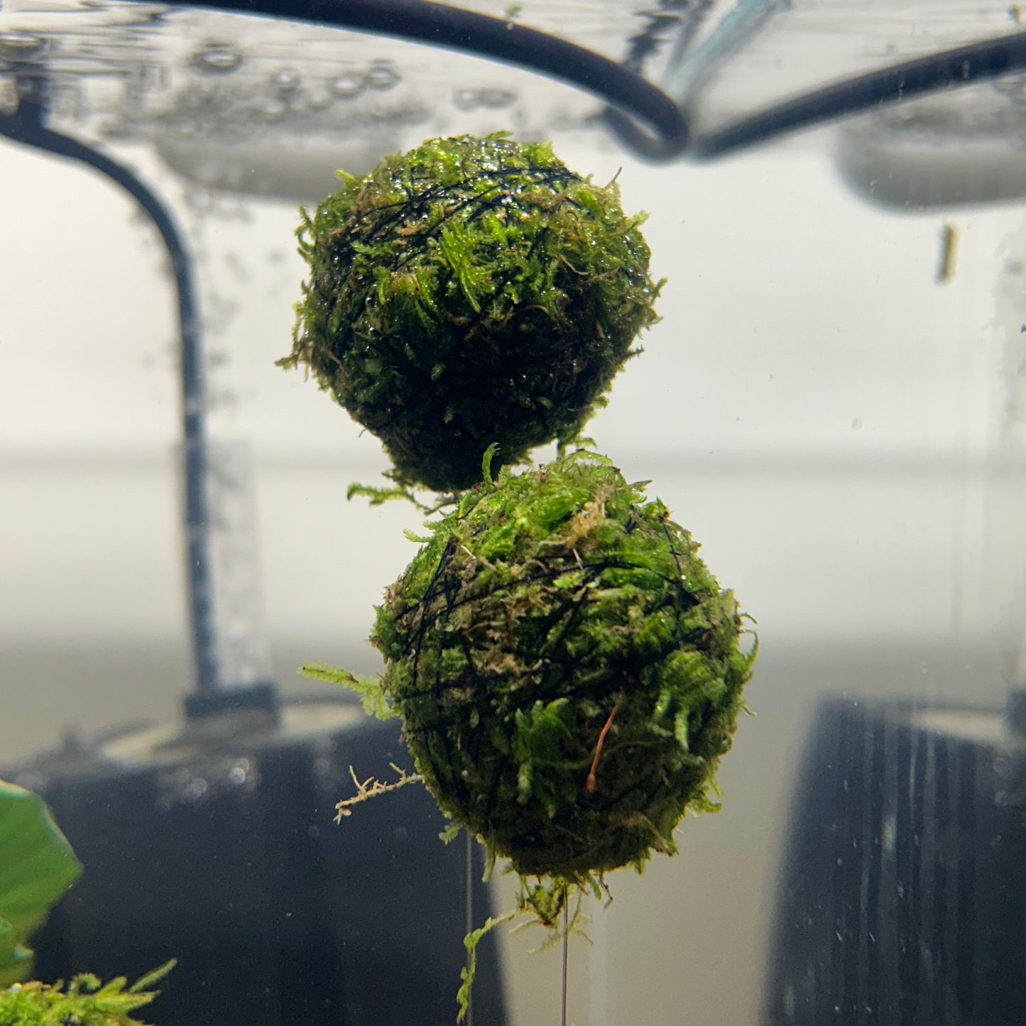 Christmas Moss Floating Ball