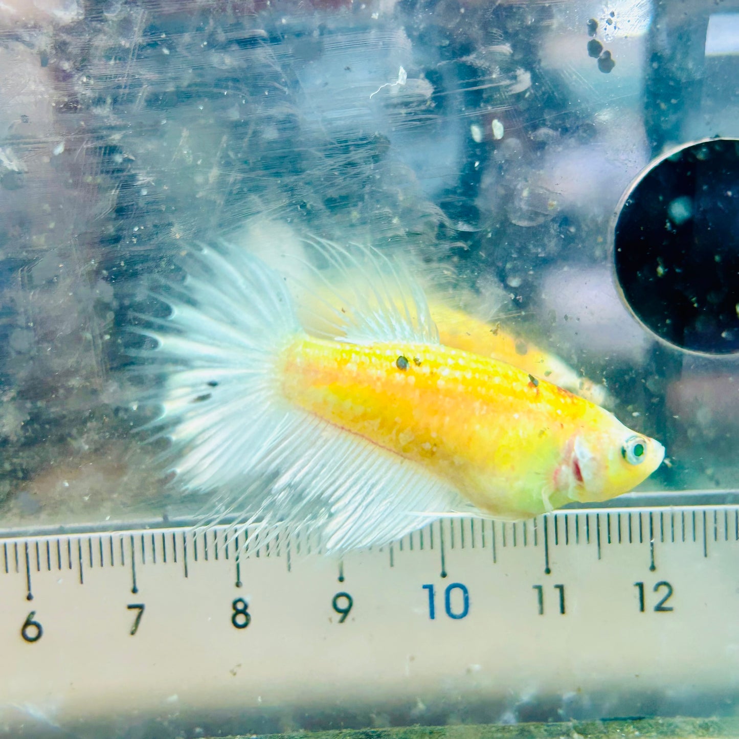 Crowntail Metallic Copper Neon - Female Betta #Jul41