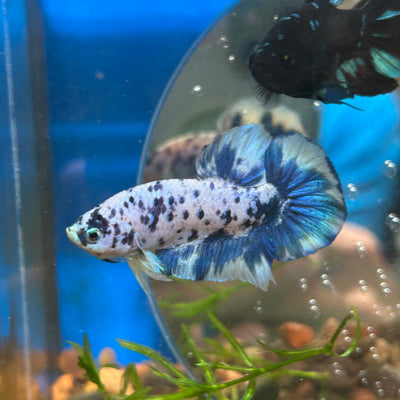 Blue Marble Dot Plakat - Male betta 150