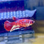 Koi Red Galaxy Plakat - Female Betta 196