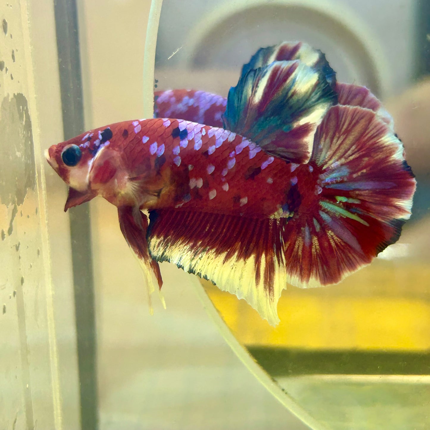 Red Koi Galaxy Plakat - Male Betta 143