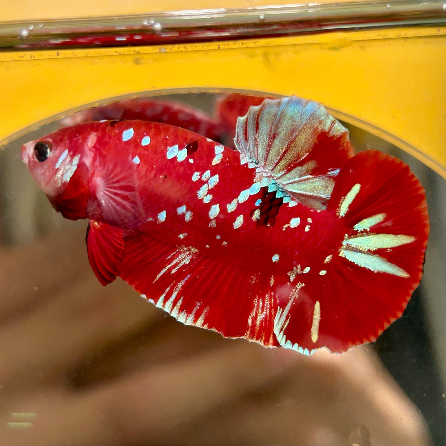 Koi Red Galaxy Gold Plakat - Male Betta 068