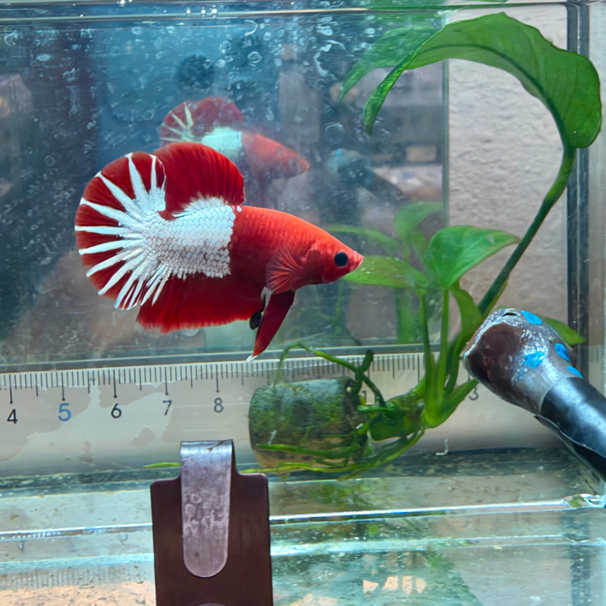 Plakat Red Fancy Copper Male Betta #040