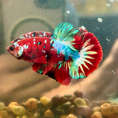 Koi Red Galaxy Copper Plakat - Male Betta 105