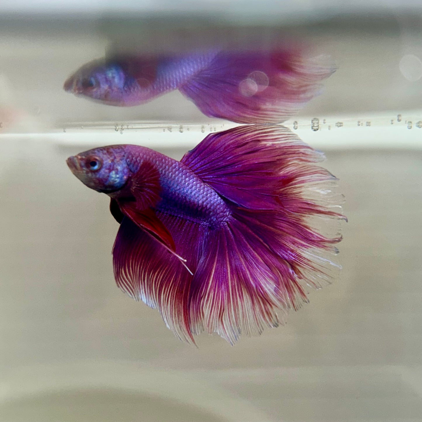 Purple Pink Halfmoon - Male Betta 182