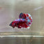 Red Koi Galaxy Plakat - Male Betta 174