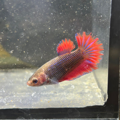 Blue Red Fancy Plakat - Female betta 028