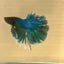 Green Turquoise Feather- Male Betta FM3