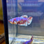 Red Snow Barongsai Plakat - Female Betta 063