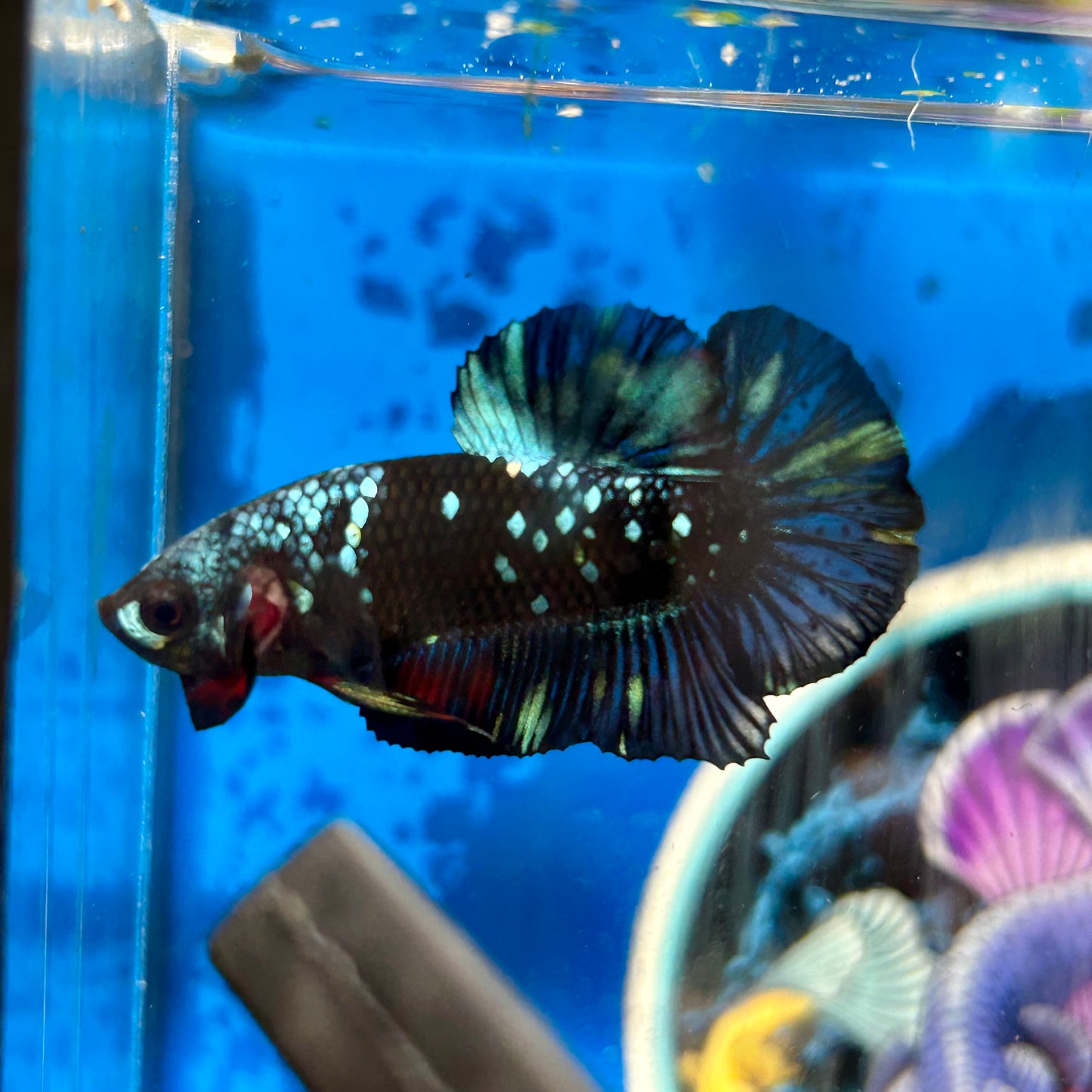 Avarta Nebula Plakat - Male Betta 037