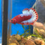 Red Fancy Hellboy Plakat - Male Betta 109