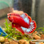 Red Fancy Hellboy Plakat - Male Betta 058