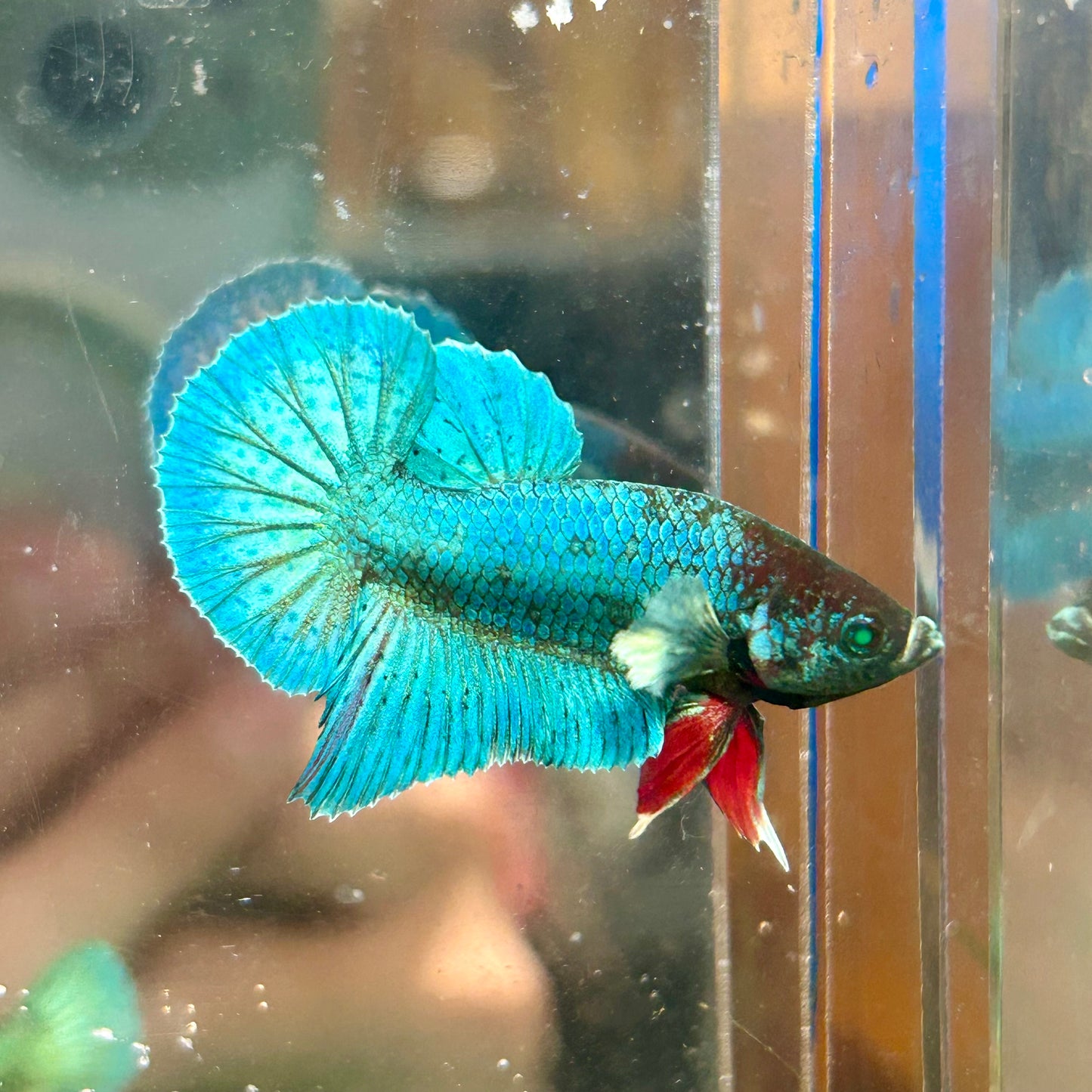 Dumbo TurquoiseNeon Plakat - Male Betta 009