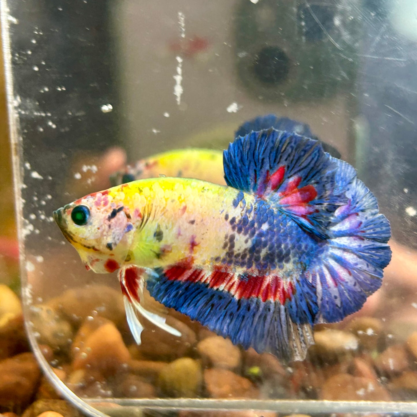 Multicolor Koi Neon Plakat - Male Betta 054