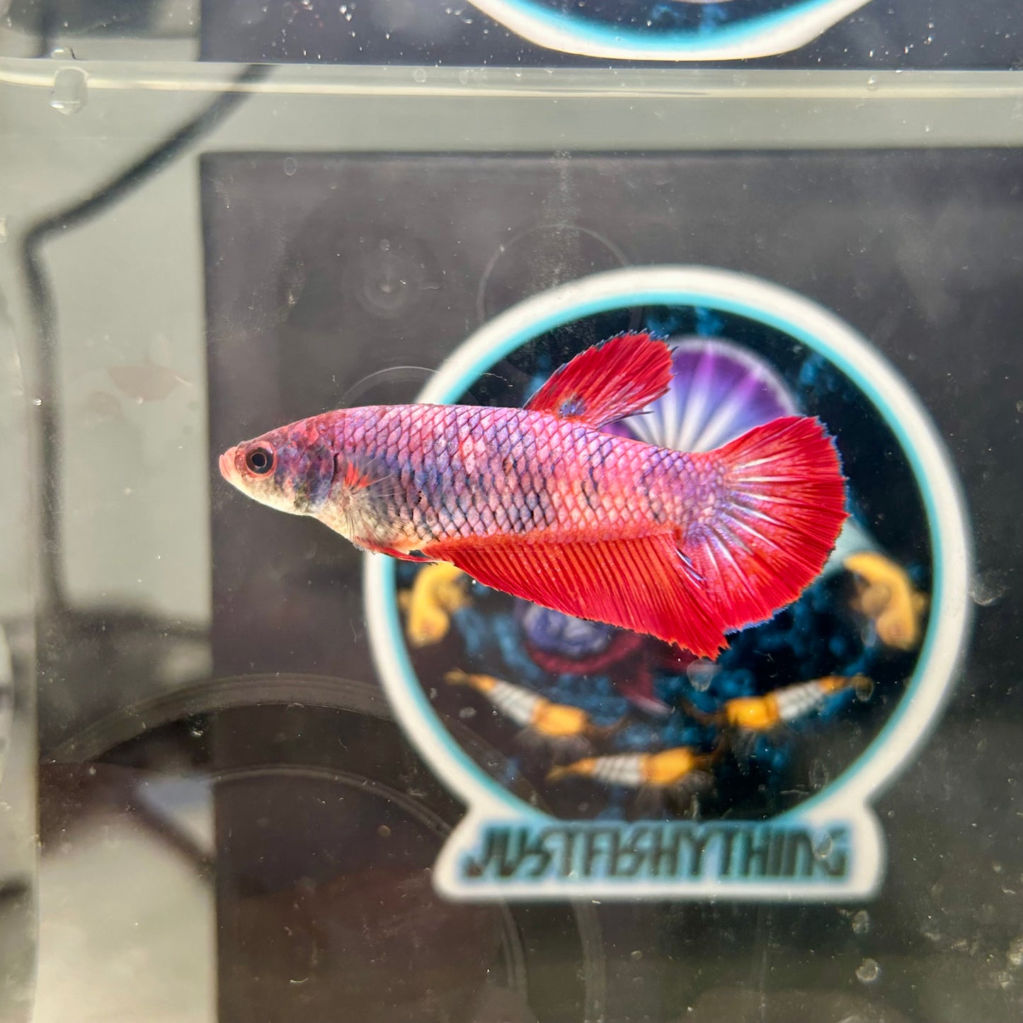 Giant Multicolor Koi Plakat - Female Betta 140 BO 4.5cm