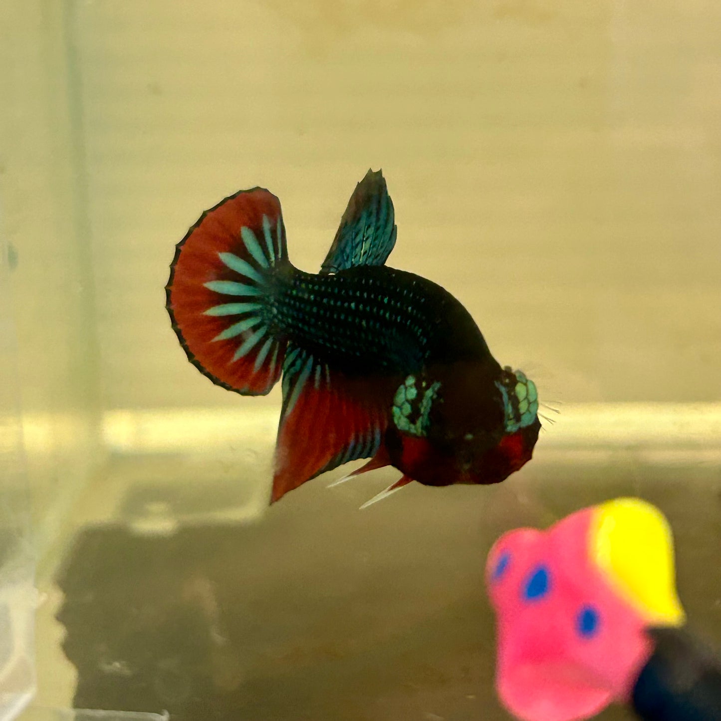 Wild Imbellis Plakat - Male Betta A59