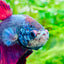 Plakat Purple Pink Male Betta #M136