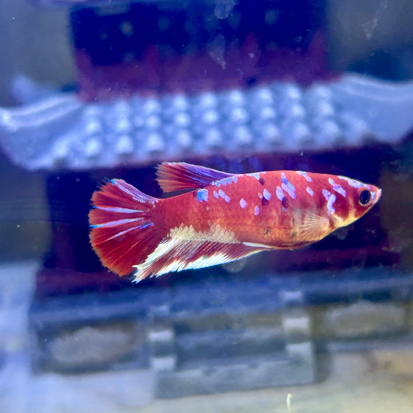 Koi Red Galaxy Plakat - Female Betta 196