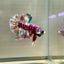 Red Snow Barongsai Plakat - Male Betta 173