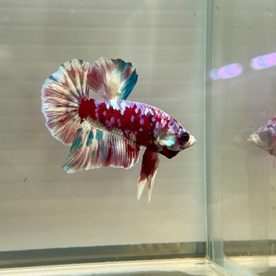 Red Snow Barongsai Plakat - Male Betta 173