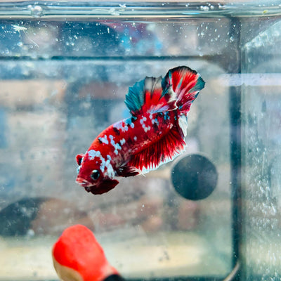 Plakat Red Koi Galaxy Male Betta #153