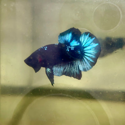 Avarta Gordon Plakat - Male betta 160