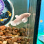 Dumbo White Plakat - Female Betta 052