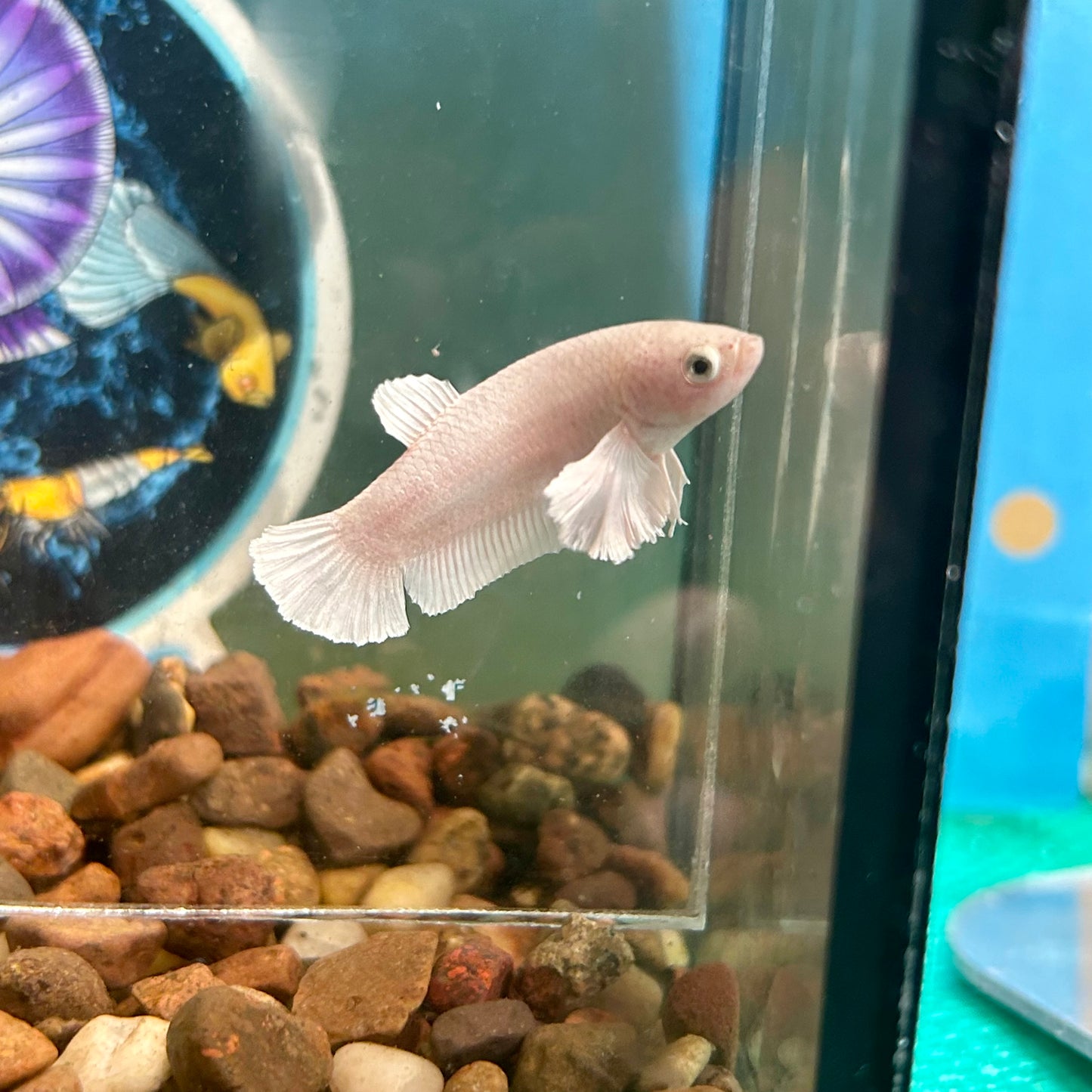 Dumbo White Plakat - Female Betta 052