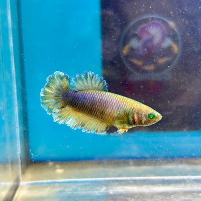 Feather Tail Yellow Mustard King neon - Female Betta A12