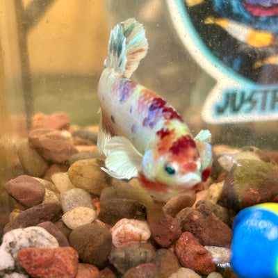 Dumbo Koi Neon Plakat - Male Betta 026