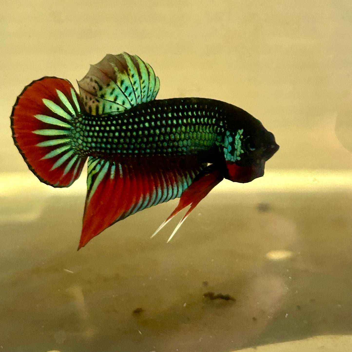 Wild Imbellis Plakat - Male Betta A59