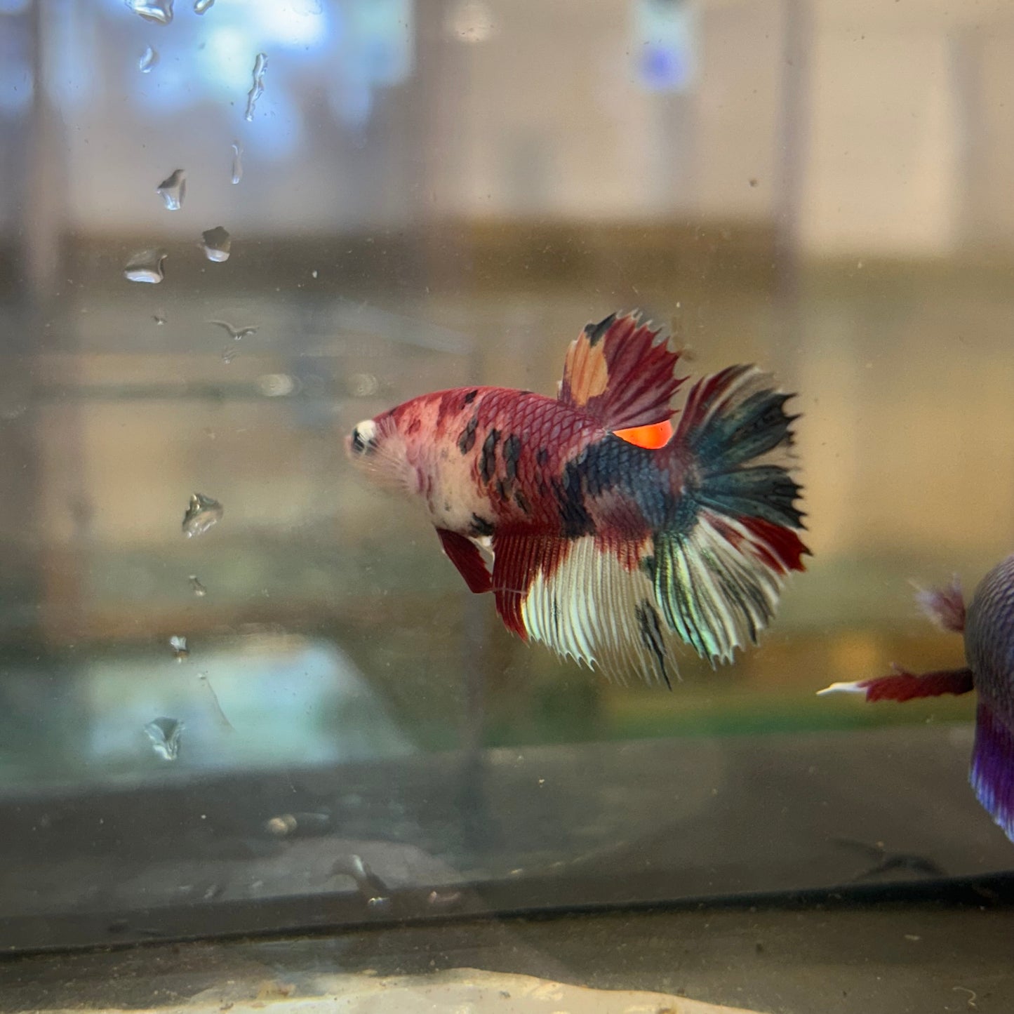 Pez Koi Crowntail - Betta hembra 97