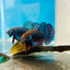 Betta Mahachai Grey Spade Tail Male #MA18