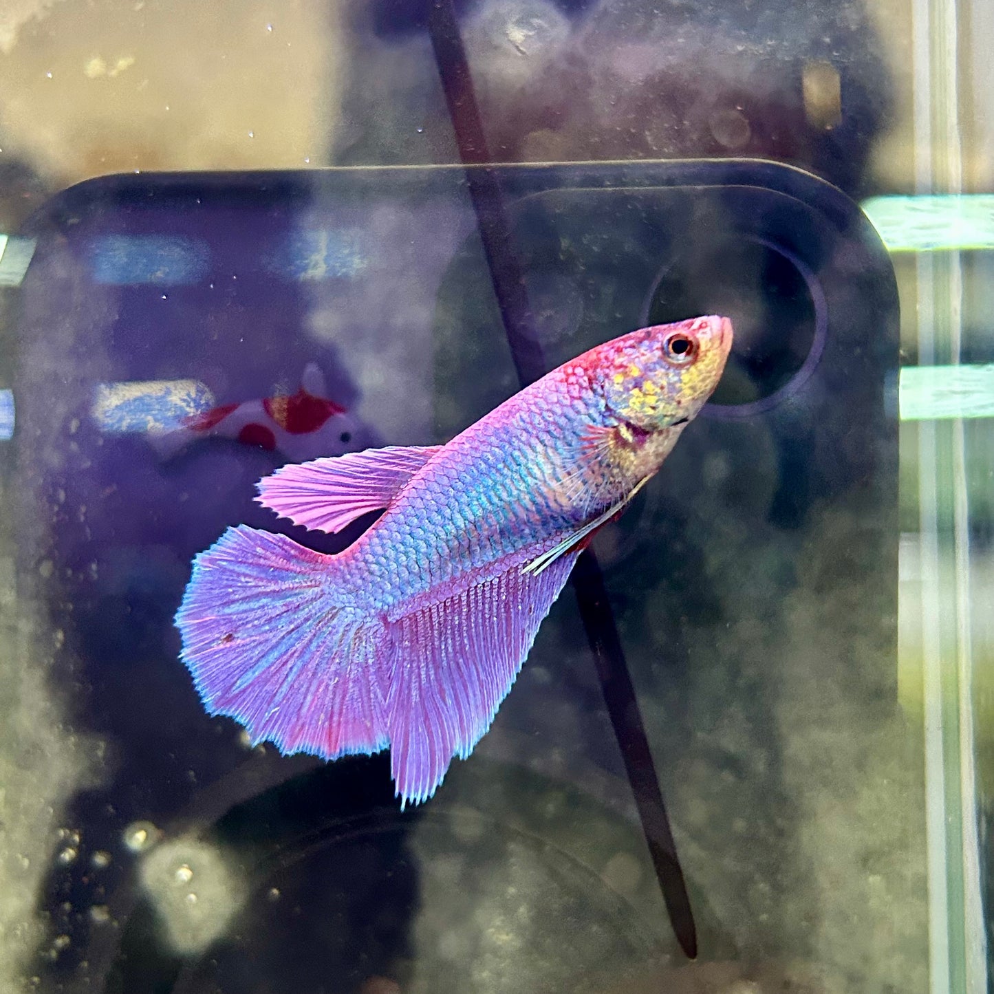 Purple Pink Halfmoon - Female Betta 044