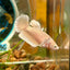 Dumbo Gold Plakat - Female Betta 110