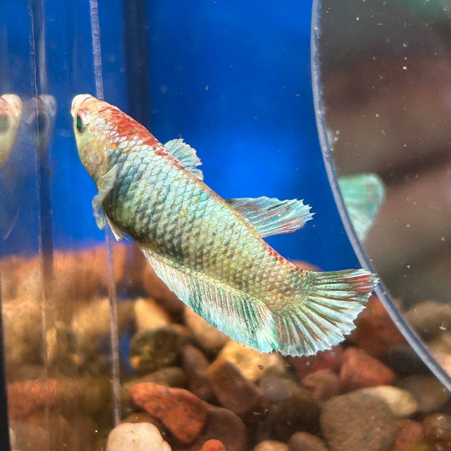 Dumbo koi Neon Plakat - Female Betta 062