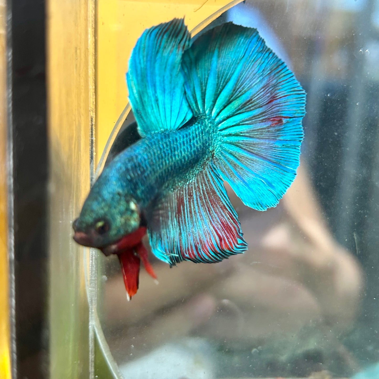 Green Turquoise Halfmoon - Male Betta 067