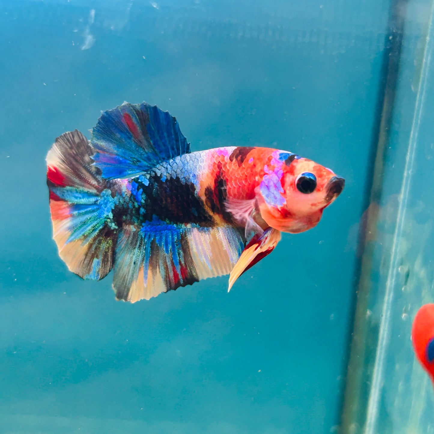 Multicolor Koi Plakat - Male Betta A110