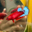 Red Fancy Plakat - Female betta 059