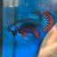 Wild Imbellis Blue - Male Betta 089